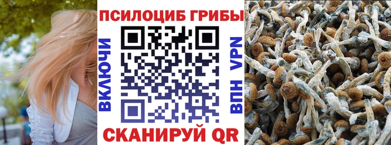 Псилоцибиновые грибы Cubensis  Почеп 
